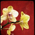 Les Orchidées